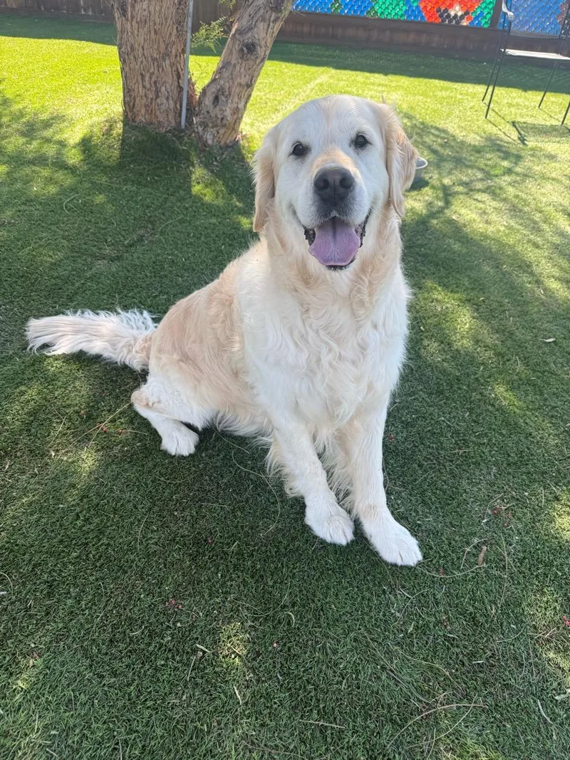 An adult large-sized male White / Cream Golden Retriever dog named Jet for adoption in Temecula, CA