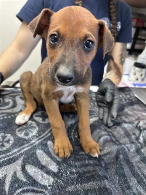 A baby small-sized male German Shepherd Dog dog named Optimus Prime for adoption in Norco, CA