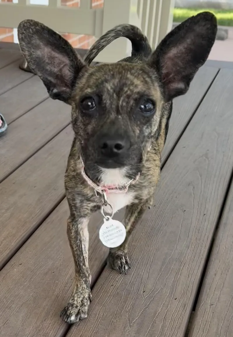 A young small-sized female Brindle Chihuahua dog named Lucy for adoption in Akron, NY