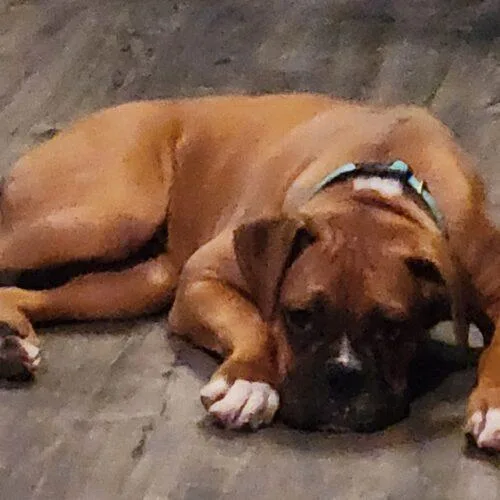 A baby medium-sized male Yellow / Tan / Blond / Fawn Boxer dog named Rocky for adoption in Twin lakes, WI