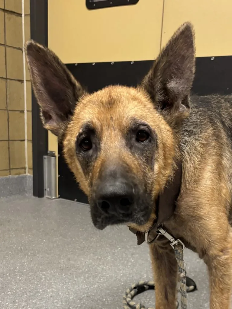 An adult large-sized male German Shepherd Dog dog named Koda for adoption in Greenfield, IN
