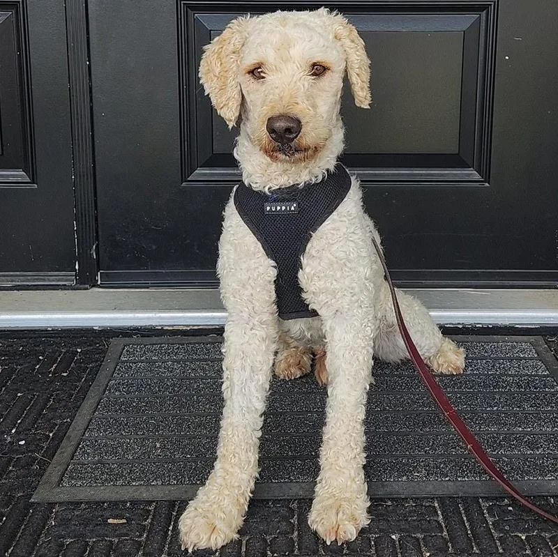 A young medium-sized male Apricot / Beige Poodle dog named Mr. Wonderful Ernie for adoption in Ridgefield, WA