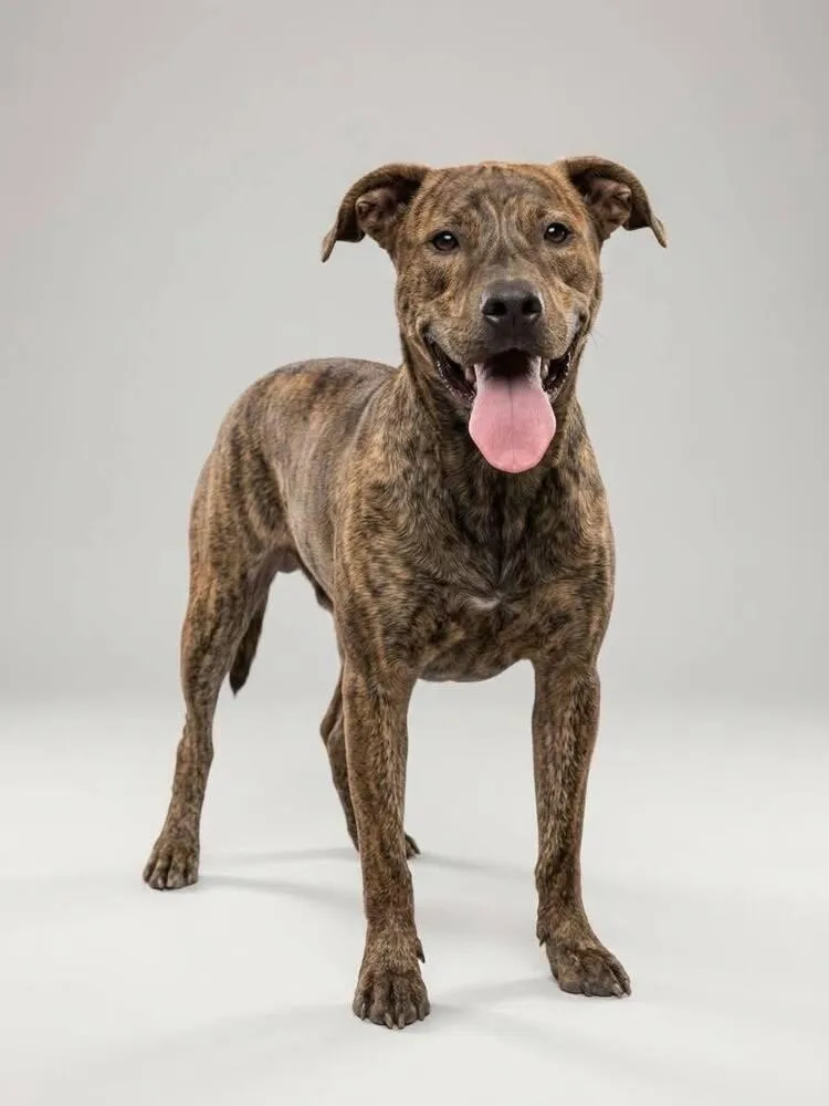 A senior medium-sized male Brindle Pit Bull Terrier dog named Porter for adoption in Shawnee, OK