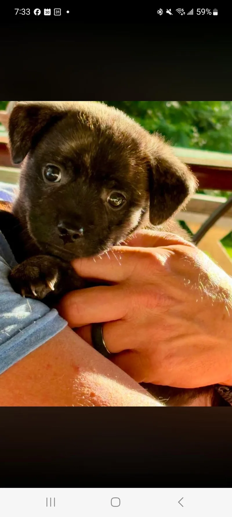 A baby small-sized male Brindle Terrier dog named Ravi for adoption in Lewis Center, OH