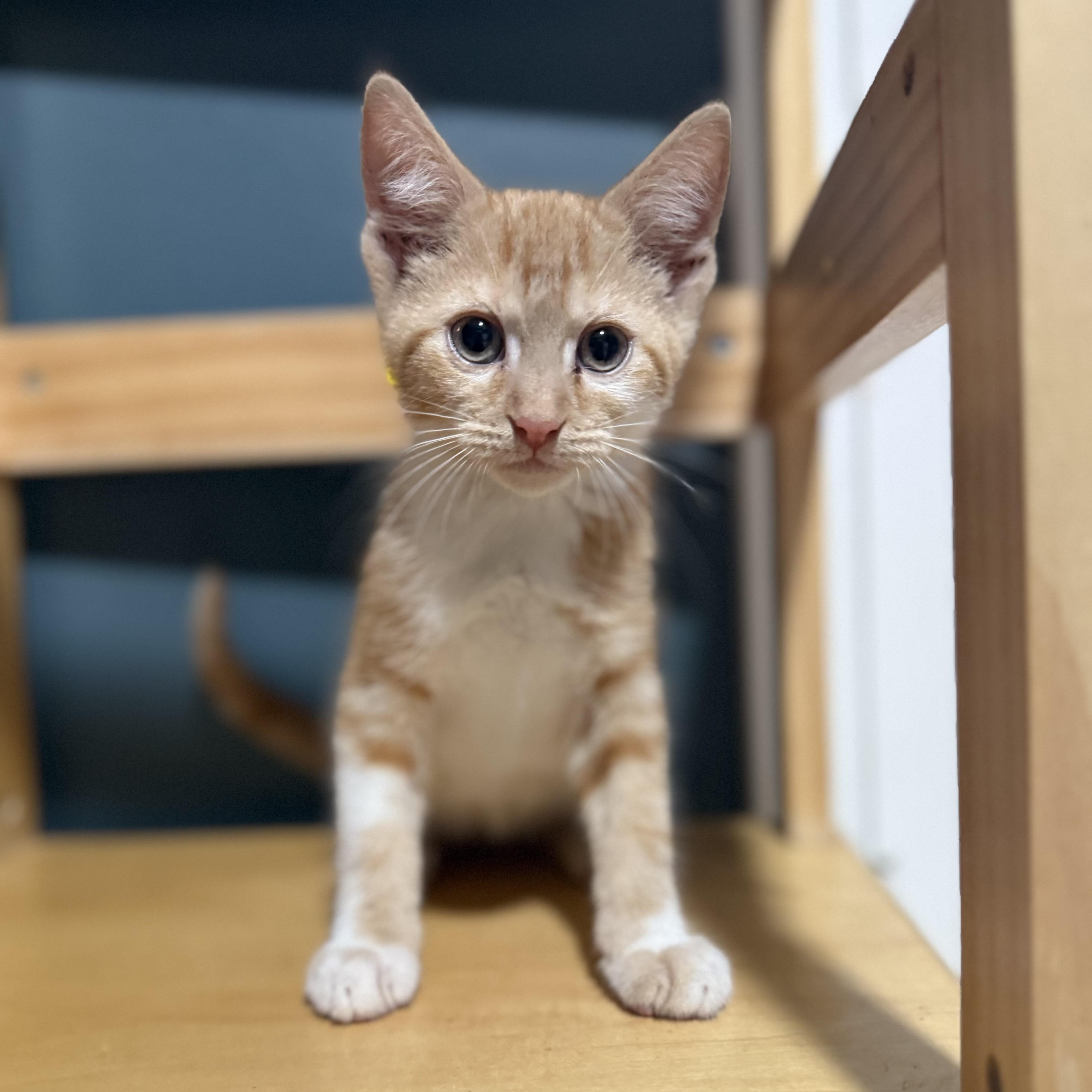 A young small-sized male Tabby (Orange / Red) Domestic Short Hair cat named Ford Bronco for adoption in Bentonville, AR