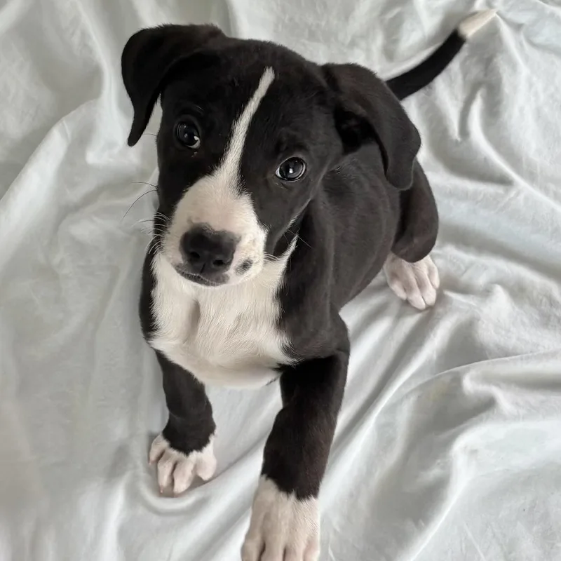 Ruby