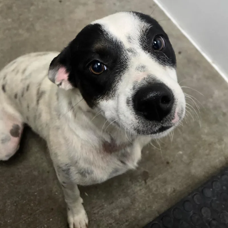 A young medium-sized female White / Cream Mixed Breed dog named Ruby for adoption in Mount Gilead, NC