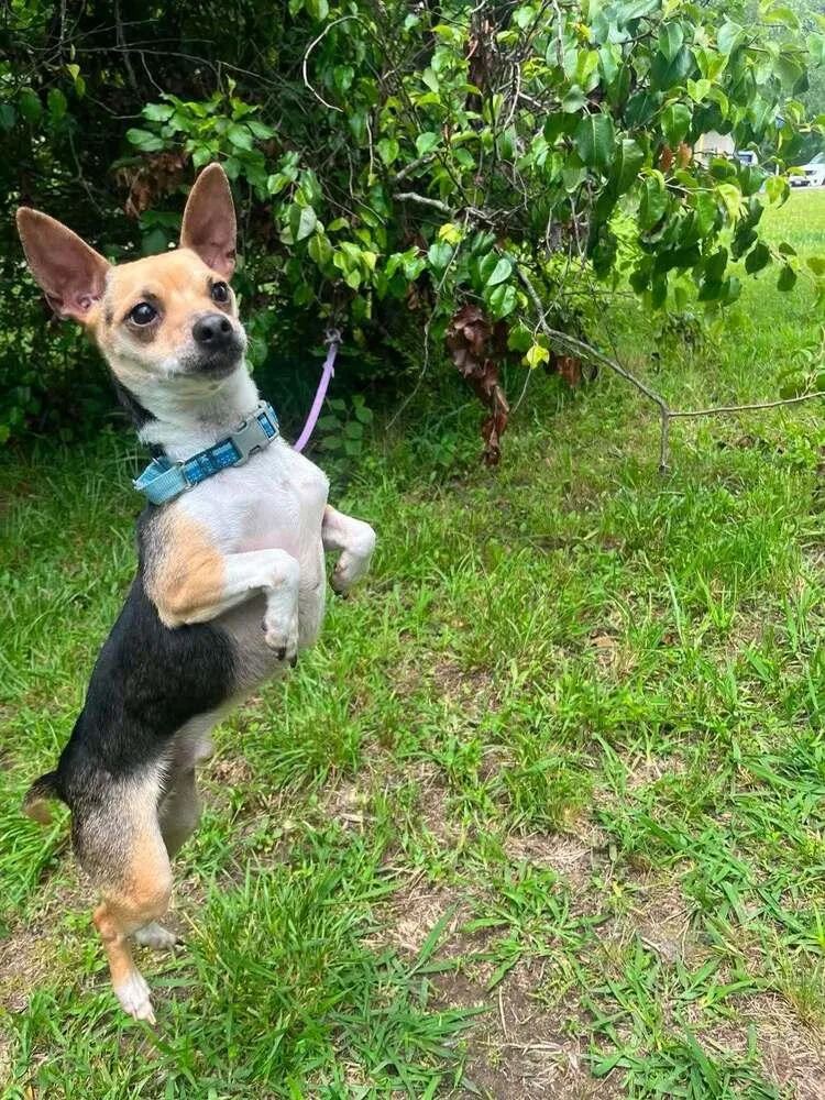 A young small-sized male Chihuahua dog named Nelson for adoption in Candler, NC