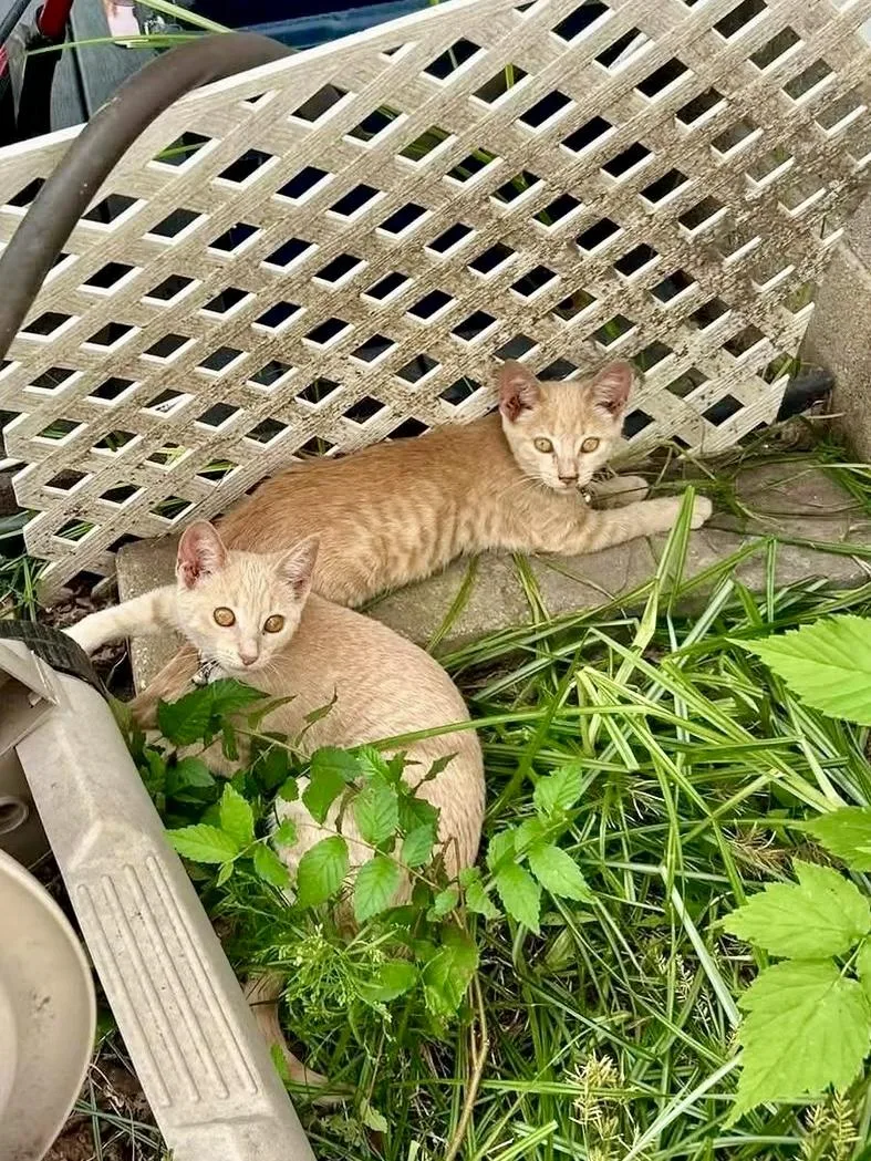 A baby small-sized female Tabby (Orange / Red) Domestic Short Hair cat named Mary for adoption in Hartland, MI