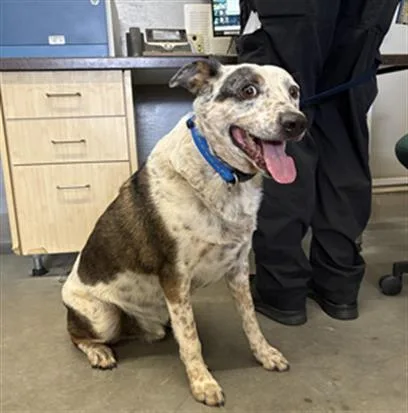 An adult medium-sized male Australian Cattle Dog / Blue Heeler dog named A for adoption in Camarillo, CA