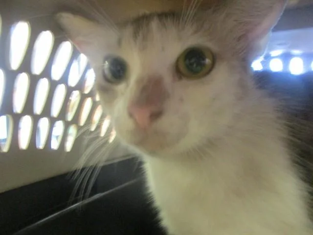 A young small-sized female Domestic Short Hair cat named Amy for adoption in Ocala, FL