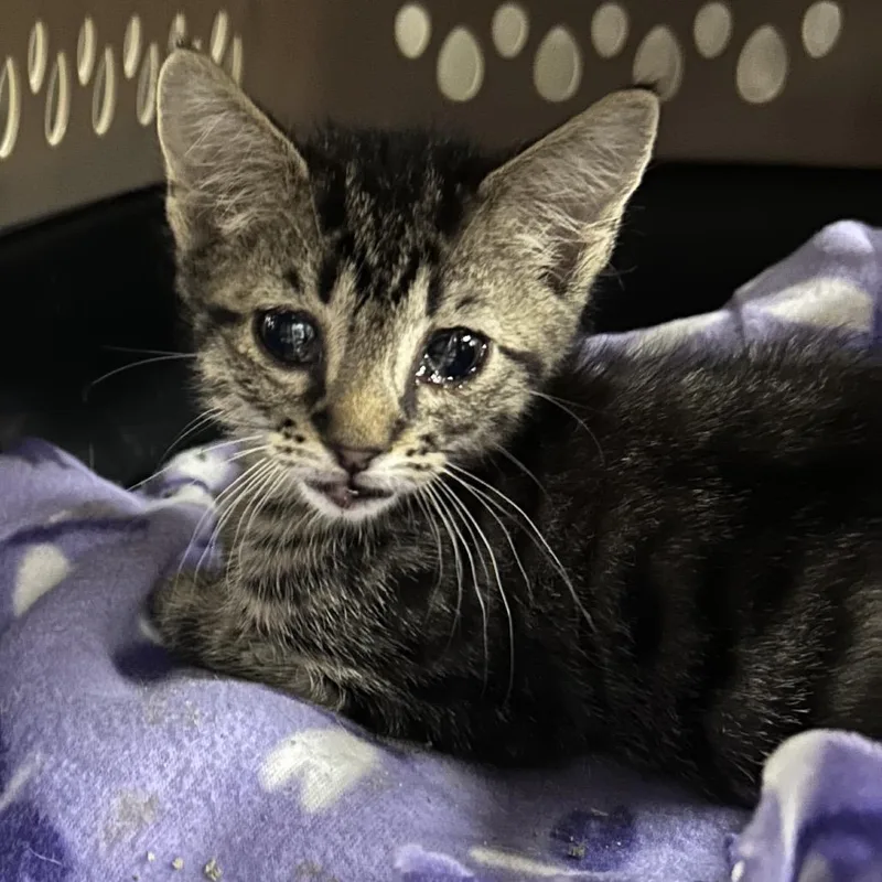 A baby small-sized male Brown / Chocolate Domestic Short Hair cat named Eris for adoption in Greenville, SC