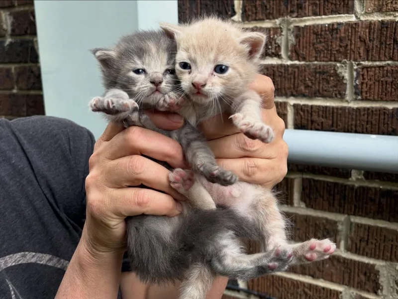 A baby medium-sized female Dilute Tortoiseshell Domestic Long Hair cat named Llama for adoption in Suffolk, VA