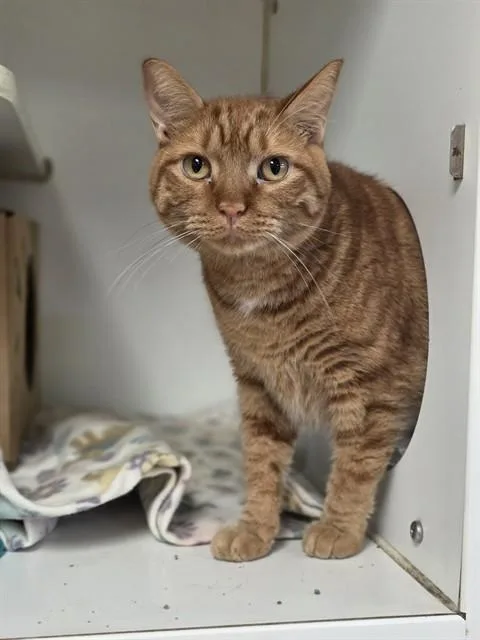 An adult small-sized male Domestic Short Hair cat named Georgie for adoption in Olivette, MO
