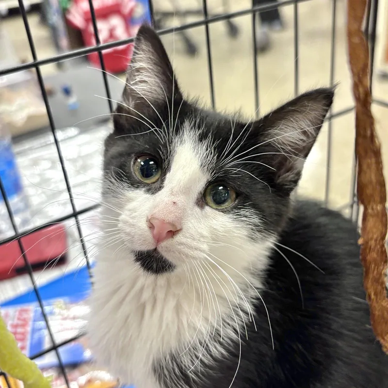 A baby medium-sized male Domestic Short Hair cat named Soul Patch for adoption in Sonora, CA