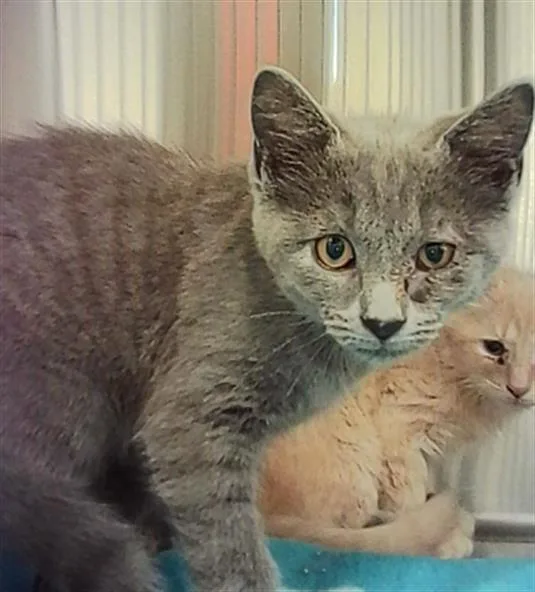 A baby small-sized male Domestic Short Hair cat named Bobby for adoption in Indianapolis, IN