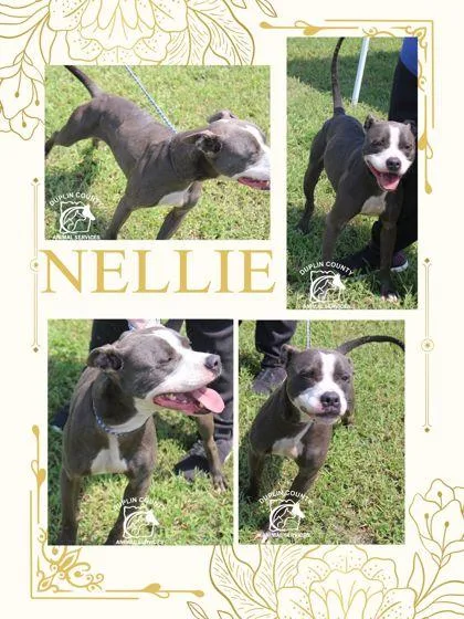 Nellie thumbnail 3