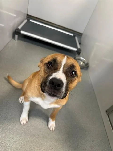 An adult medium-sized male Boxer dog named Goose for adoption in Fayetteville, NC