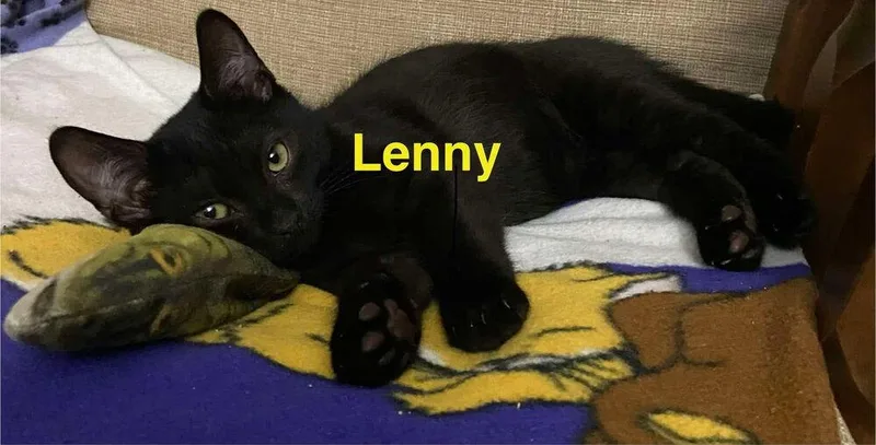 A baby small-sized male Black Domestic Short Hair cat named Lenny for adoption in Chalfont, PA