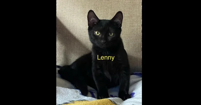 Lenny thumbnail 2