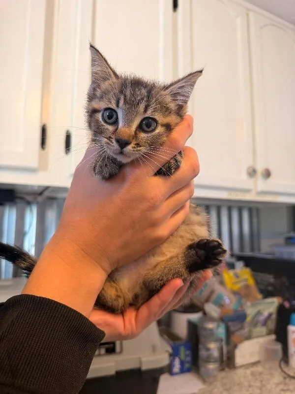 An adult medium-sized female Tabby cat named Sugar for adoption in Chattanooga, TN