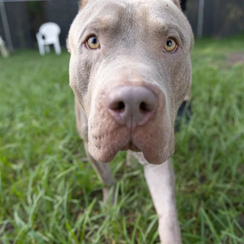 An adult large-sized male Gray / Blue / Silver Mixed Breed dog named Zion for adoption in Gainesville, FL
