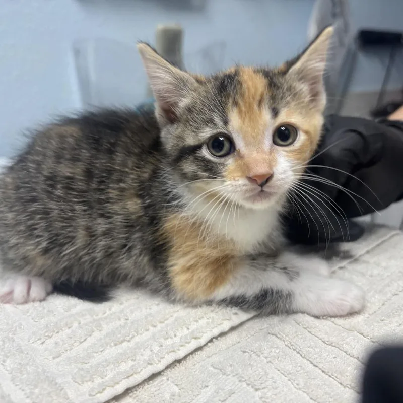 A baby small-sized female Calico Domestic Short Hair cat named Peach Cobbler for adoption in Riverside, CA