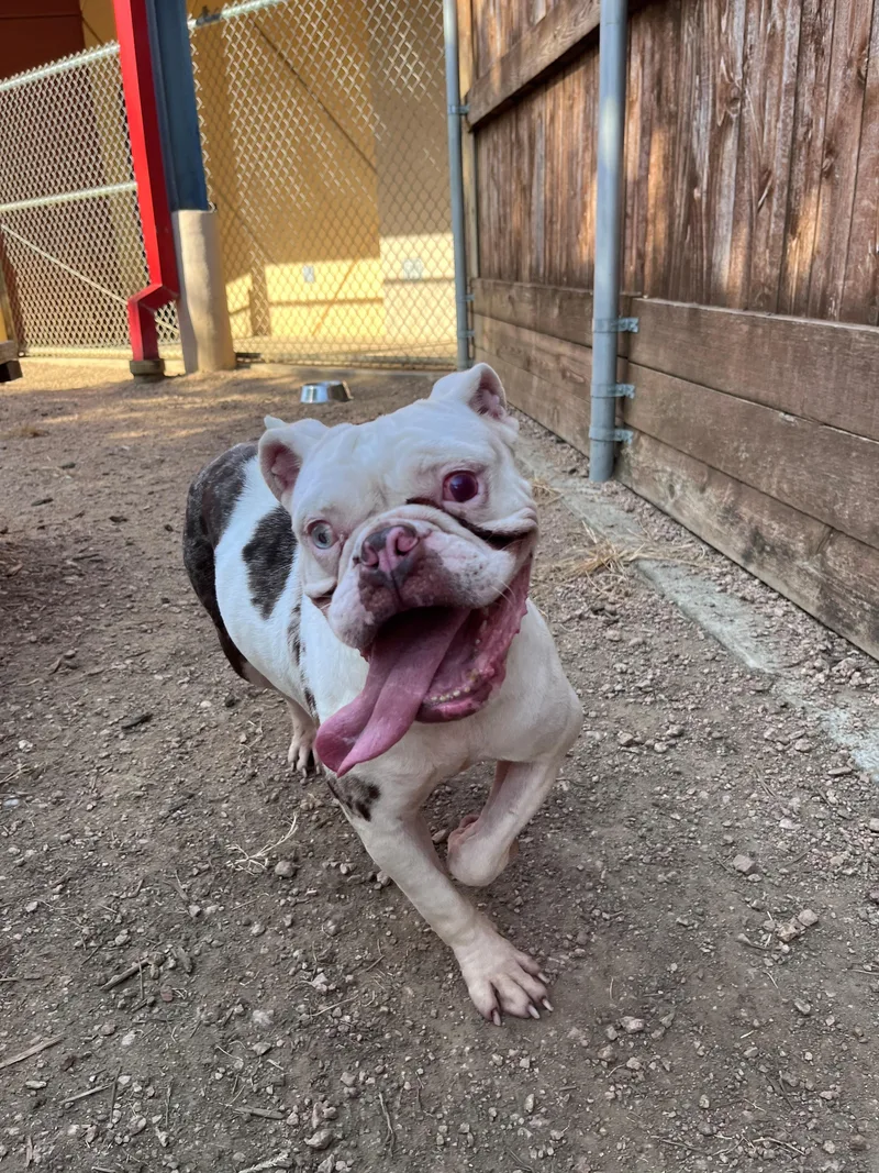 An adult medium-sized female Bulldog dog named Betty A for adoption in Plano, TX