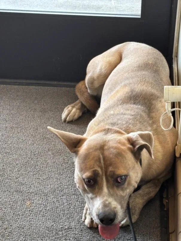 An adult large-sized male Pit Bull Terrier dog named Baby Boy for adoption in Burbank, CA