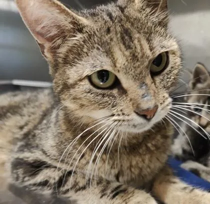 An adult medium-sized female Domestic Short Hair cat named Beyonce for adoption in Lafayette, IN