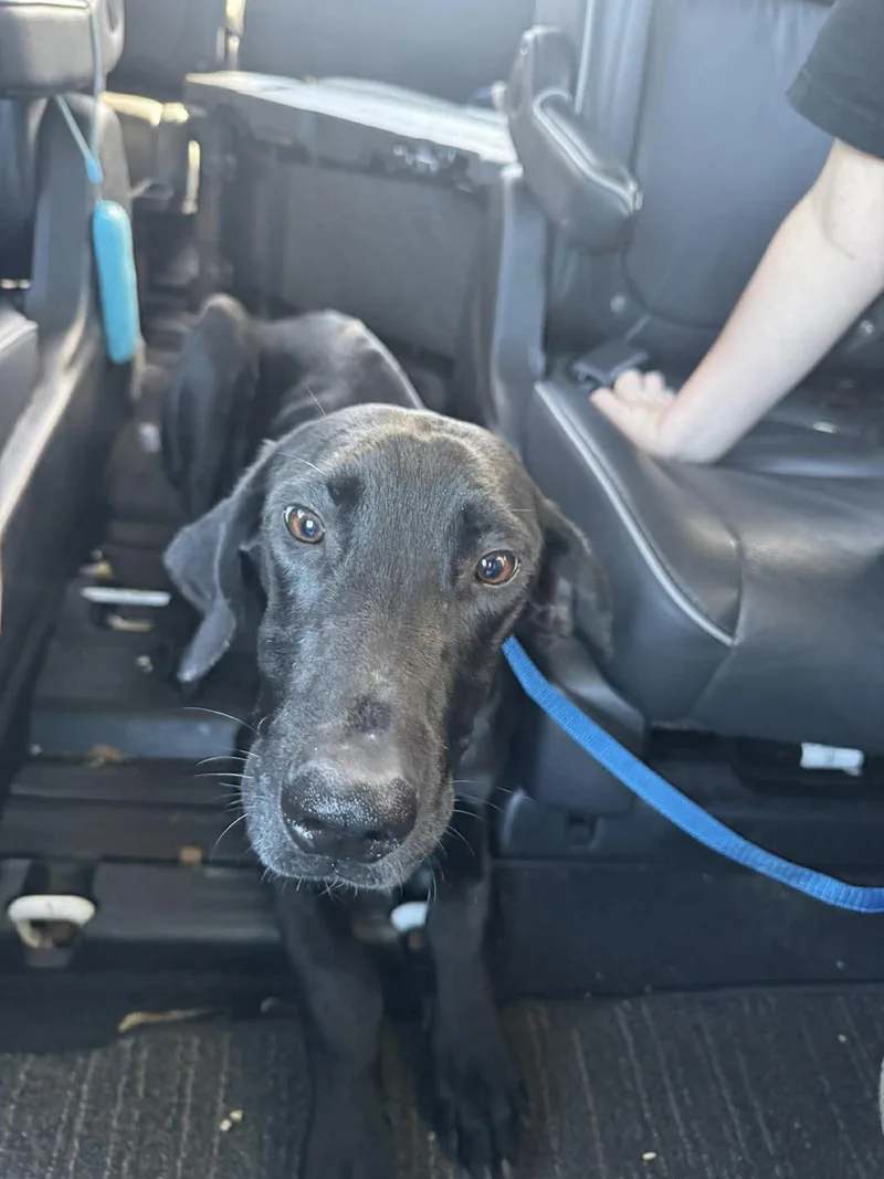 A baby medium-sized female Black Great Dane dog named Collins for adoption in Bullard, TX