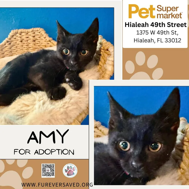 A baby small-sized female Black Domestic Short Hair cat named Amy for adoption in Miami, FL