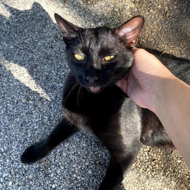 A young large-sized male Black Domestic Short Hair cat named Jupiter for adoption in Jupiter, FL