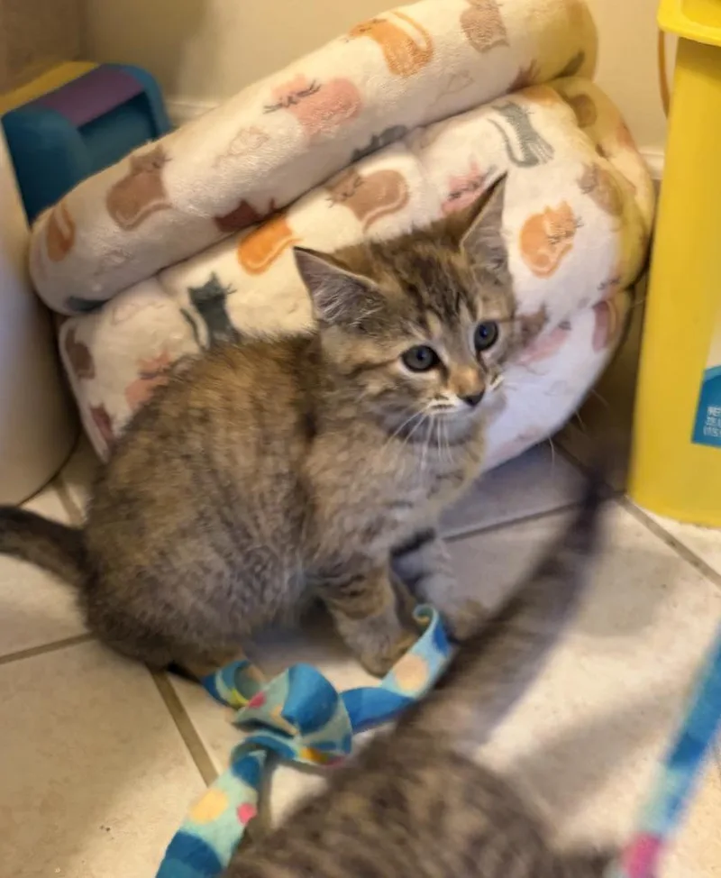 A baby small-sized female Domestic Short Hair cat named Jessie for adoption in Kettering, OH