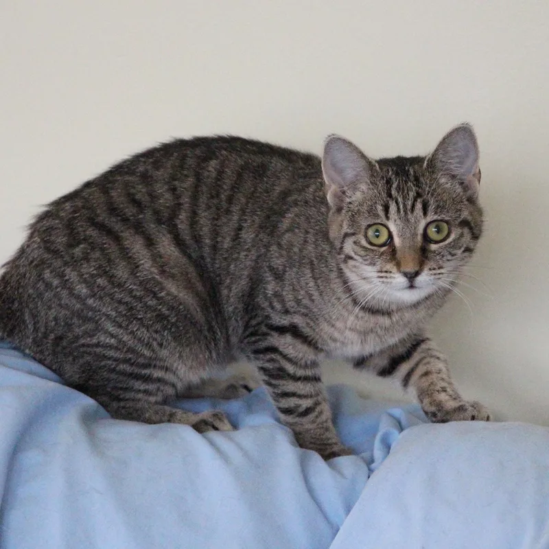 Rosalita thumbnail 2