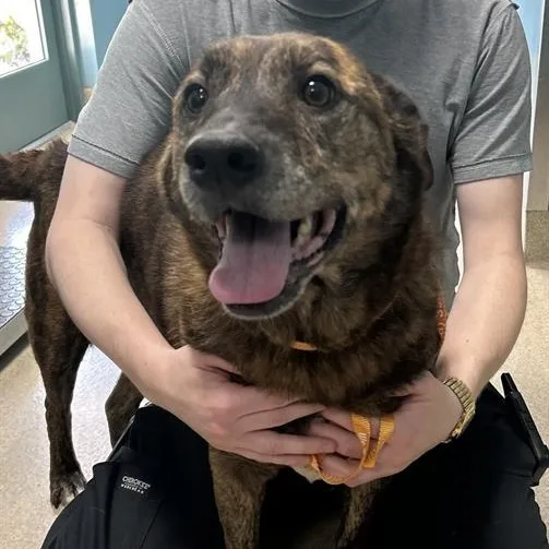 An adult medium-sized female Retriever dog named Molly for adoption in Danbury, CT