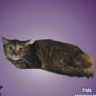An adult medium-sized female Brown / Chocolate Domestic Short Hair cat named Frida for adoption in Austin, TX