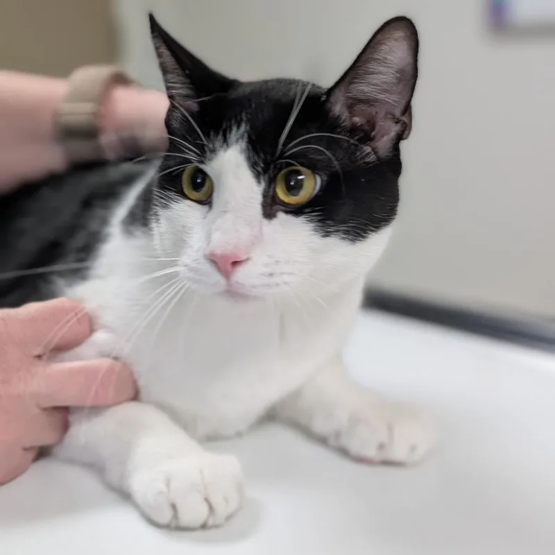 A baby large-sized male Black Domestic Short Hair cat named Domino for adoption in Canton, IL