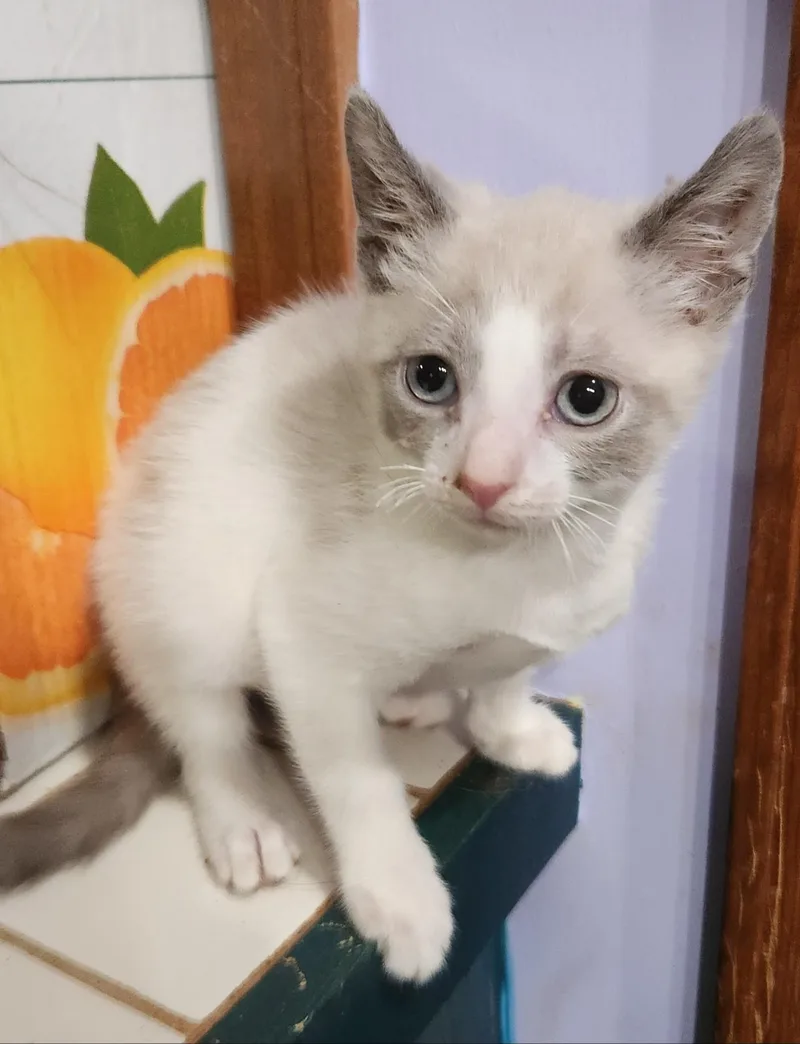 A baby small-sized male Siamese cat named Chaos for adoption in Knoxville, TN
