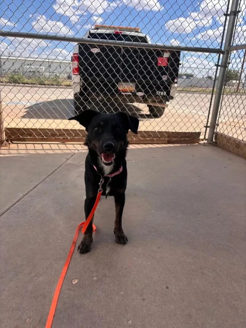 An adult medium-sized female Black Mixed Breed dog named Opal for adoption in Hobbs, NM