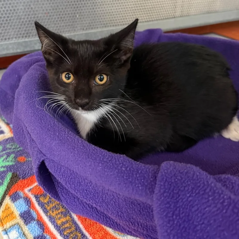 A baby small-sized male Domestic Short Hair cat named Gumby for adoption in Sarasota, FL