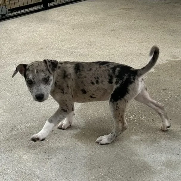 A baby medium-sized female Gray / Blue / Silver Catahoula Leopard Dog dog named Gloria for adoption in Wimberley, TX