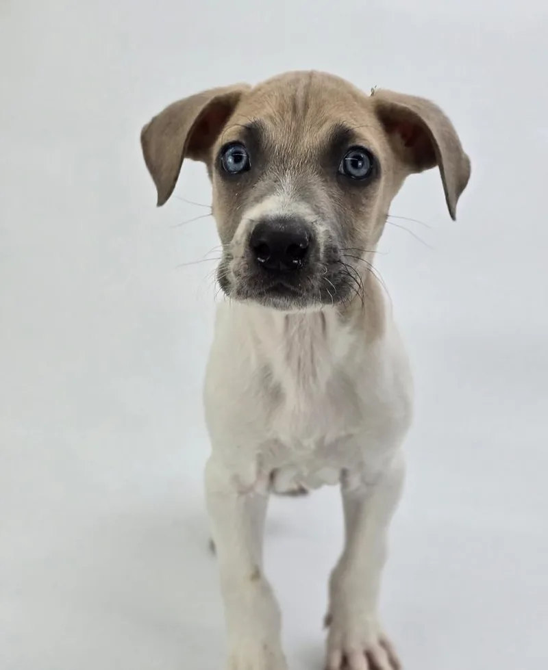 A baby large-sized male White / Cream Great Dane dog named Pacman for adoption in Sedalia, CO