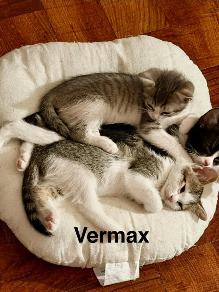 A baby medium-sized male Tabby cat named Vermax for adoption in San Antonio, TX