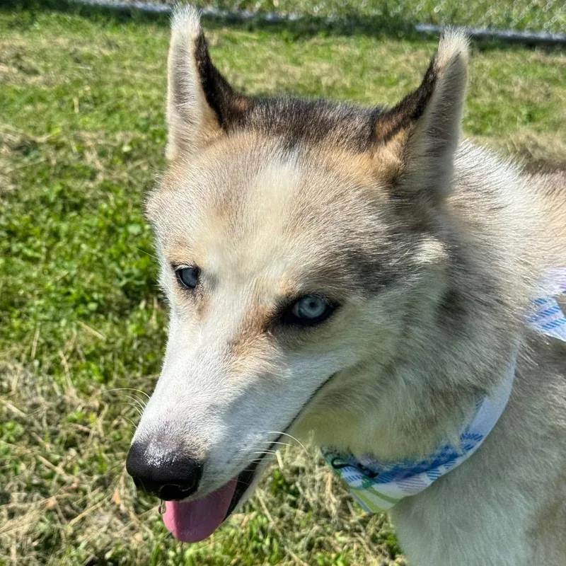 An adult medium-sized male Yellow / Tan / Blond / Fawn Husky dog named Naji for adoption in Milford, IA