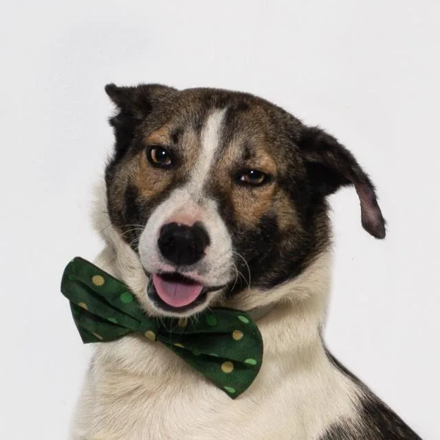 A young medium-sized male Australian Cattle Dog / Blue Heeler dog named Jp for adoption in Santa Barbara, CA