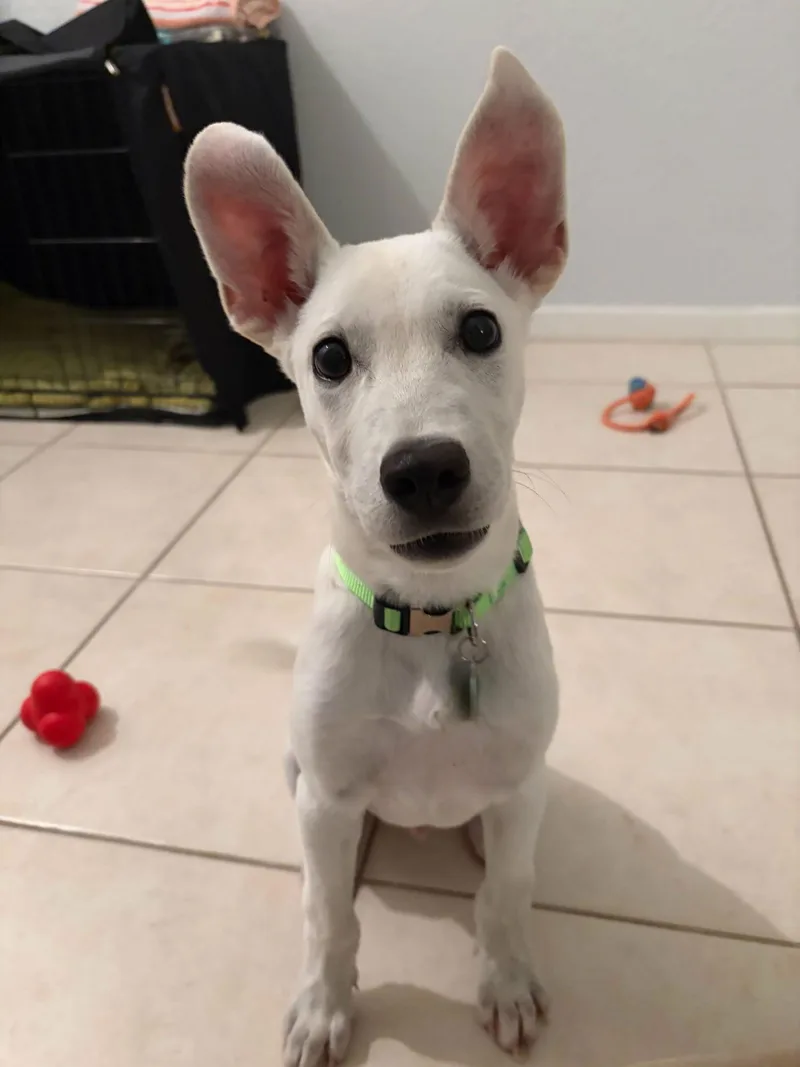 Osbourne thumbnail 3