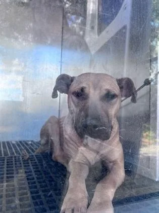 An adult large-sized female Pit Bull Terrier dog named Sadie for adoption in Daytona Beach, FL