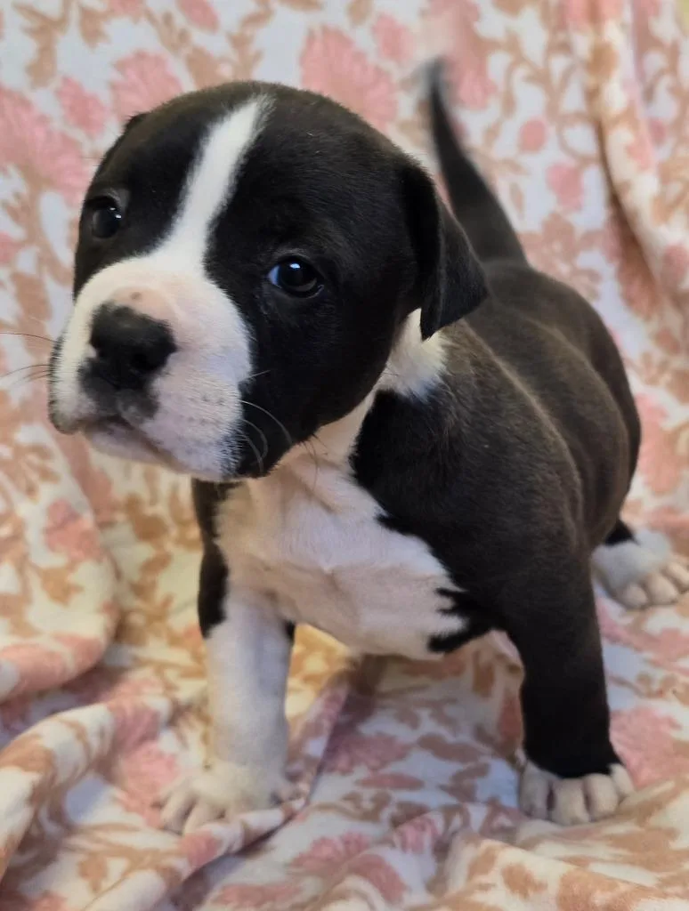 A baby large-sized male German Shorthaired Pointer dog named Cricket for adoption in Murphysboro, IL