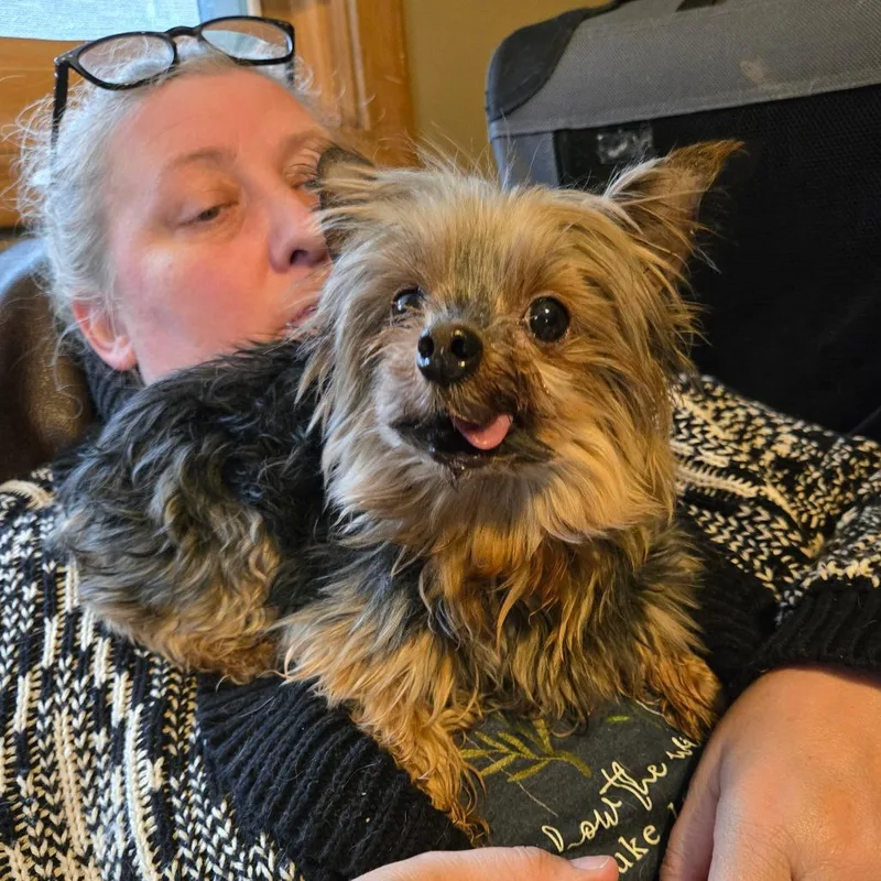A senior small-sized male Black Yorkshire Terrier dog named Frankie for adoption in Rochester, MN